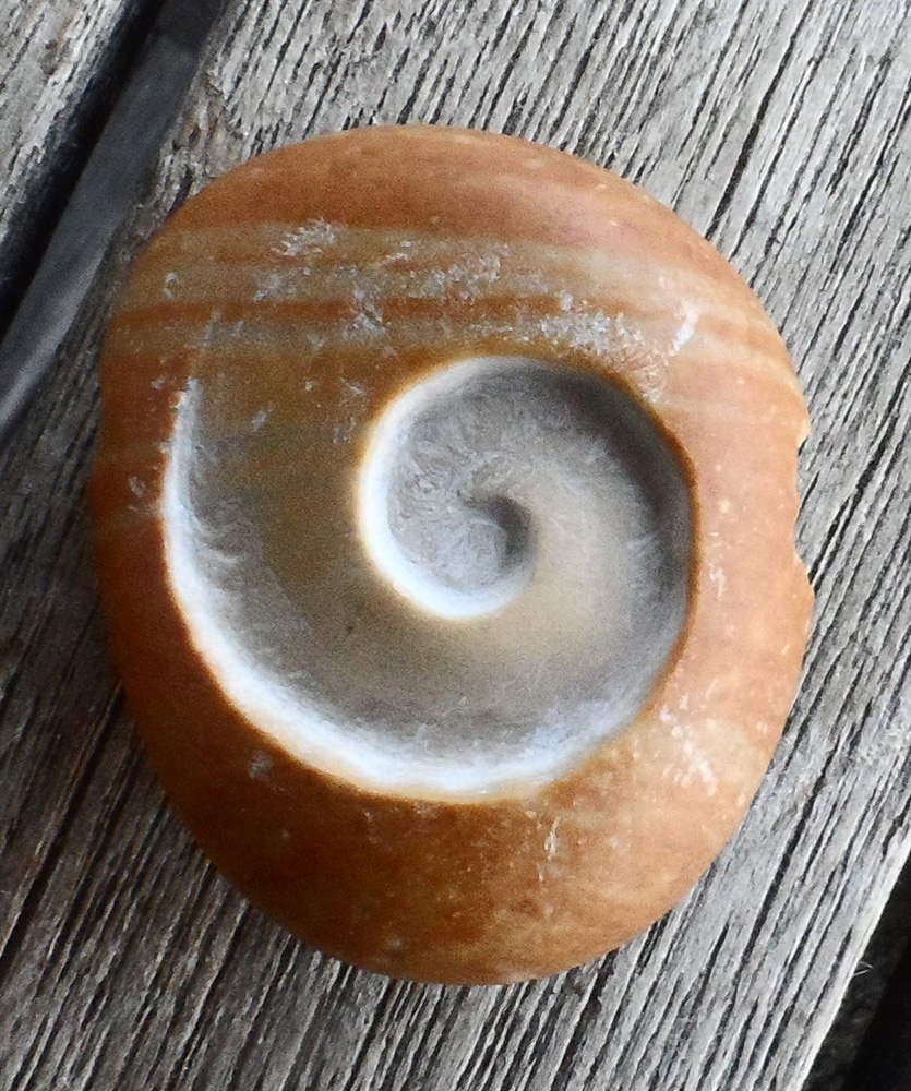 Spirale gravée dans un galet