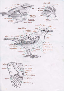 Anatomie des oiseaux dessinée et calligraphiée d'après la 3ème de couverture du guide ornitho Delachaux